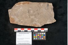 Foto (Objekt + Etikett) von Cyclocarpus sp.  (NHMW-GEO-2024-0188-11154)